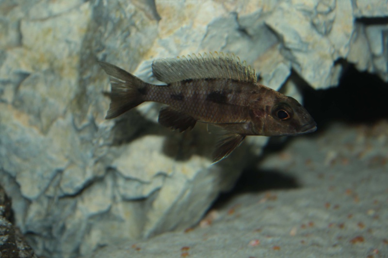 Otopharynx lithobates 'Zimbawe Rock'